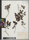 Foto von Salix appendiculata Vill.
